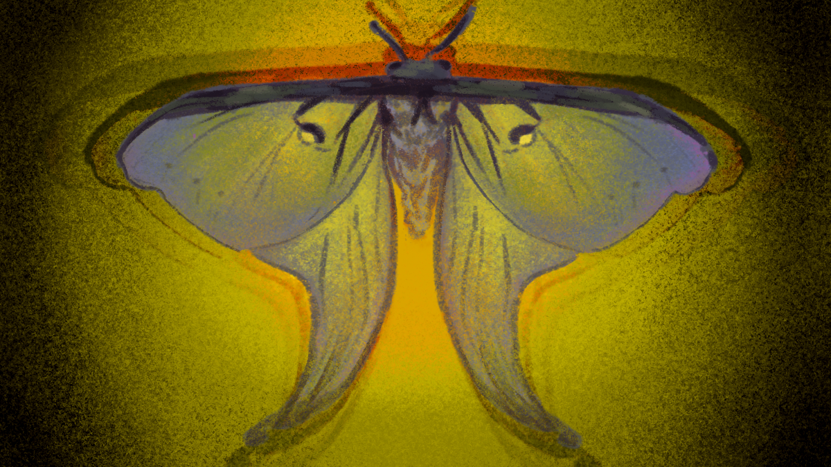 Plato’s Moth – The Yale Herald
